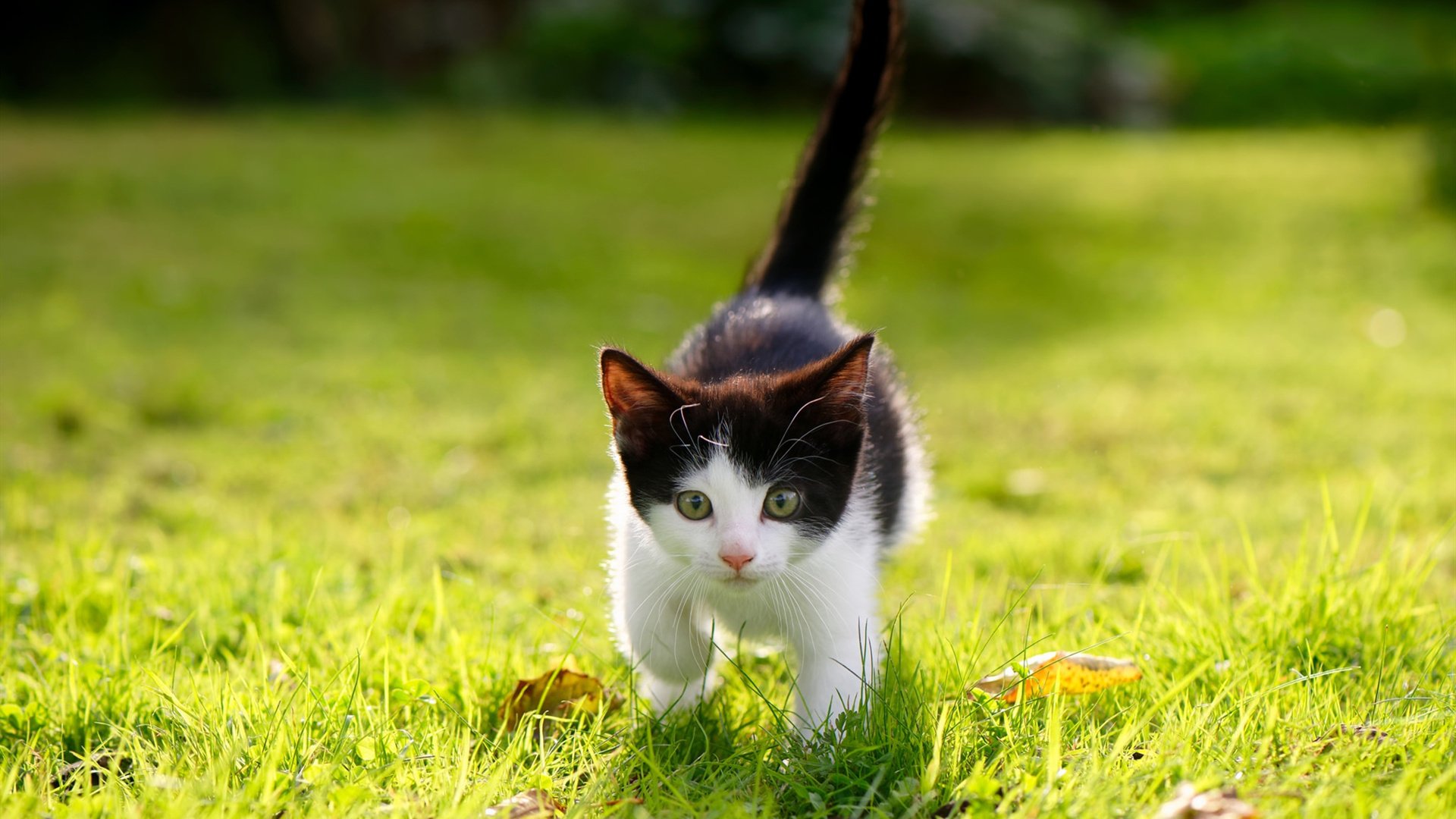 德国乒乓队展开新一轮选手选拔，目标巴黎奥运，德国乒乓球参赛选手