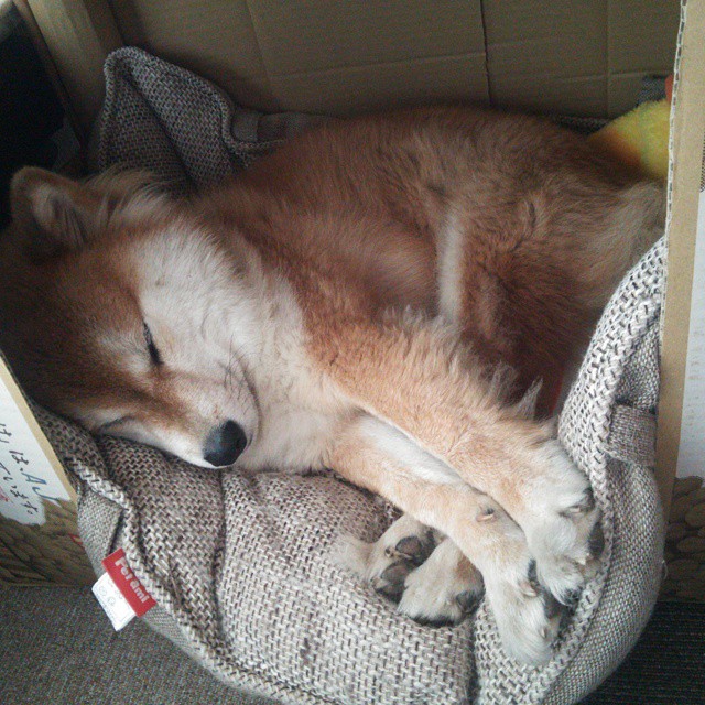 开云体育APP下载-马修·图穆亚在比赛中稳定的表现，帮助袋鼠队锁定胜局，马修-莫伊